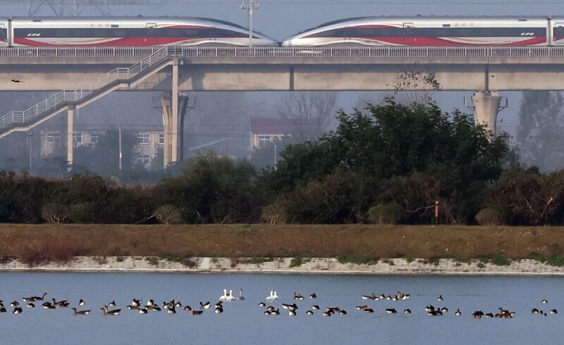 蔡城塘迎來候鳥季